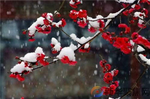 《初雪》，祝你冬日安康！(图7)