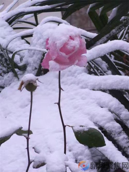 《初雪》，祝你冬日安康！(图1)