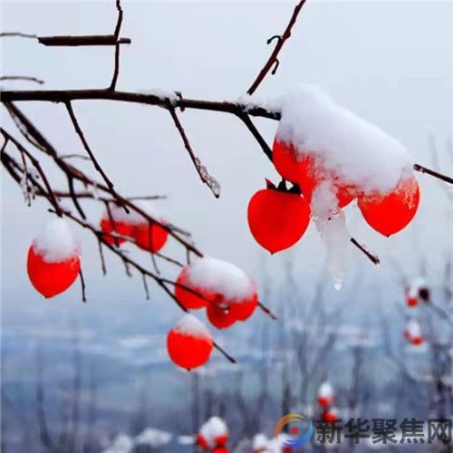 春节送礼焦虑，成为年轻人新痛点？(图1)