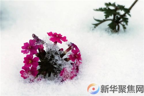 下雪的春天