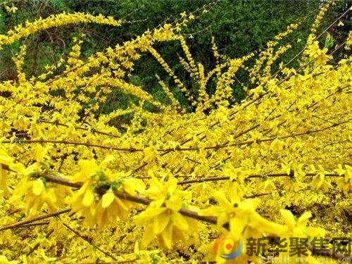 科学种植连翘，开辟连翘种植新模式，  实现连翘产业新价值(图1)