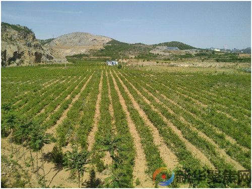 科学种植连翘，开辟连翘种植新模式，  实现连翘产业新价值(图2)