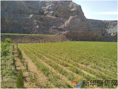 科学种植连翘，开辟连翘种植新模式，  实现连翘产业新价值(图3)