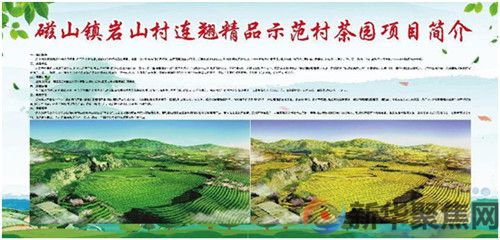 科学种植连翘，开辟连翘种植新模式，  实现连翘产业新价值(图4)