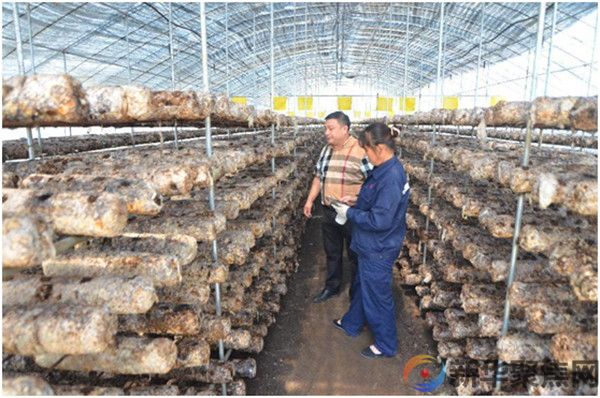 发挥农村党组织战斗堡垒作用  带领群众共同富裕奔小康(图3)