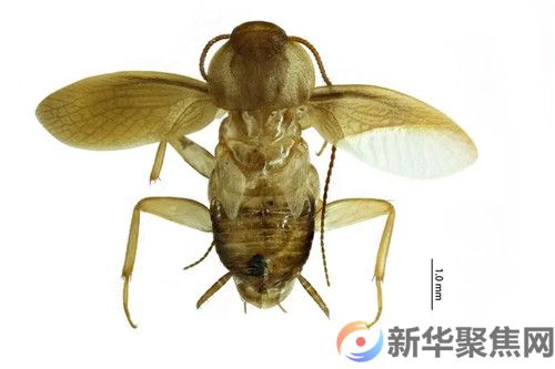 我国海关截获全球新物种！