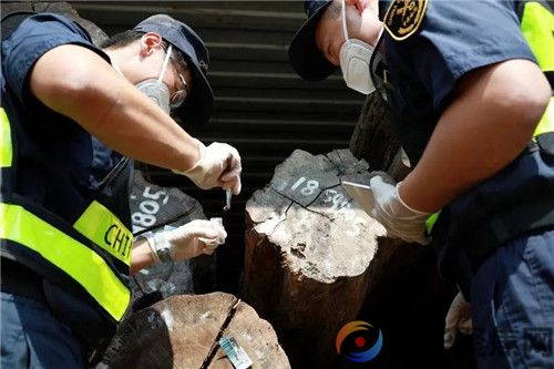 我国海关截获全球新物种!(2) 我国海关截获全球新物种!(2)