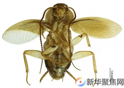我国海关截获全球新物种!(3) 我国海关截获全球新物种!(3)