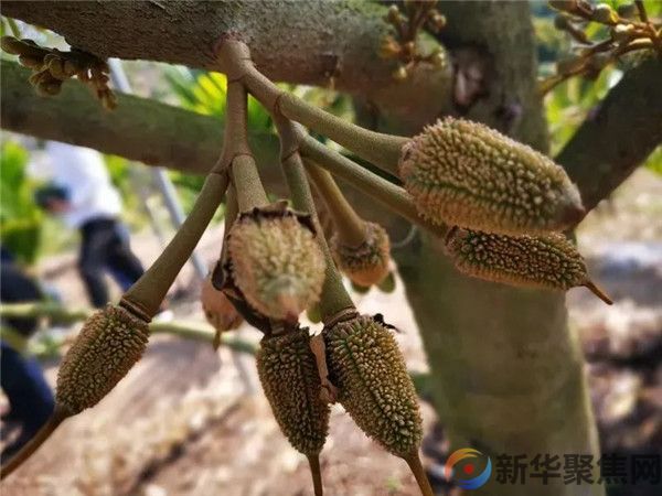 价格有望大幅降低！网友欢呼(图2)
