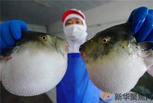 注意！近期有人因它中毒，0.5毫克可致死(图1)