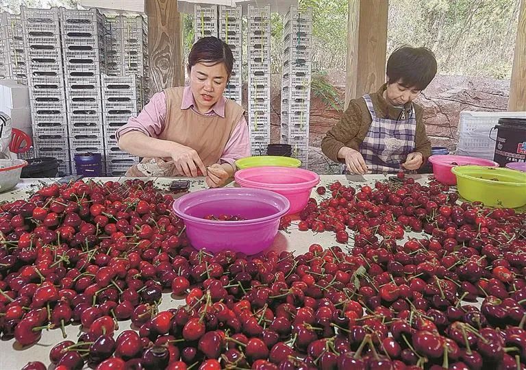 大连大樱桃,抽检合格率100%!(图2) 大连大樱桃,抽检合格率100%!(图2)