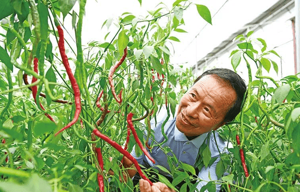 【品牌人物库·重点推荐】“辣椒大王”杨意红